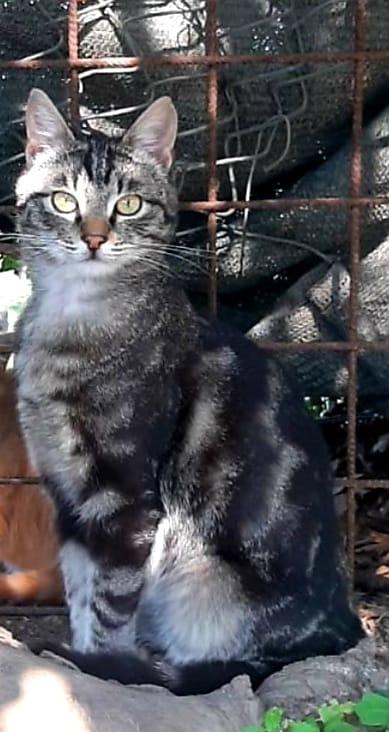 GABRIEL: DELIZIOSO MICIO DI 9 MESI CERCA FAMIGLIA  Foto 2