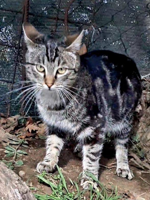 GABRIEL: DELIZIOSO MICIO DI 9 MESI CERCA FAMIGLIA  Foto 3