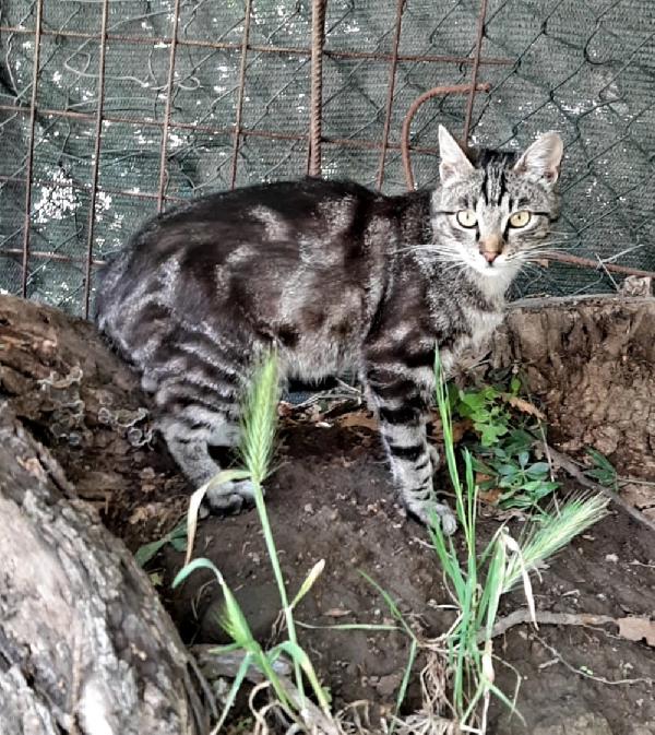 GABRIEL: DELIZIOSO MICIO DI 9 MESI CERCA FAMIGLIA  Foto 4