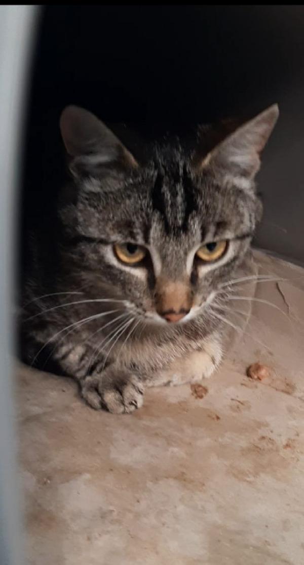 GABRIEL: DELIZIOSO MICIO DI 9 MESI CERCA FAMIGLIA  Foto 5