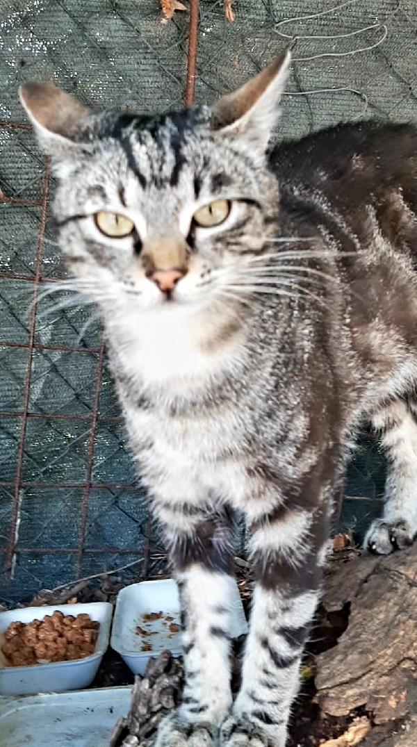 GABRIEL: DELIZIOSO MICIO DI 9 MESI CERCA FAMIGLIA  Foto 6