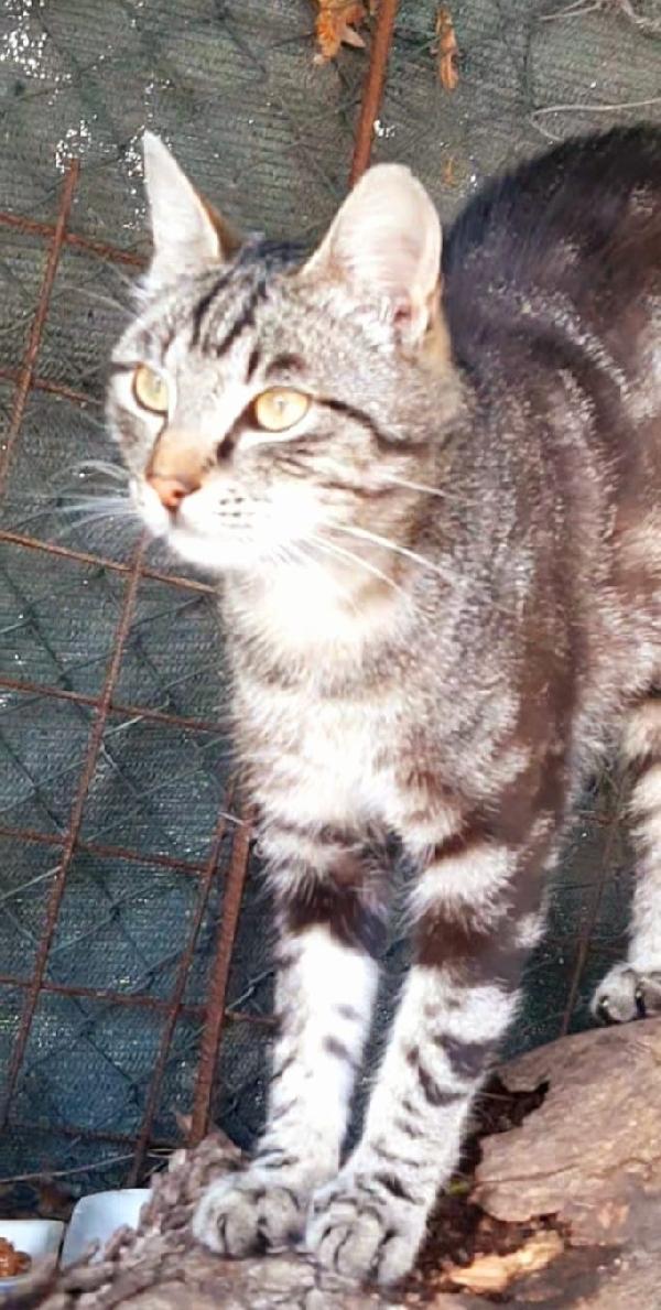 GABRIEL: DELIZIOSO MICIO DI 9 MESI CERCA FAMIGLIA  Foto 7