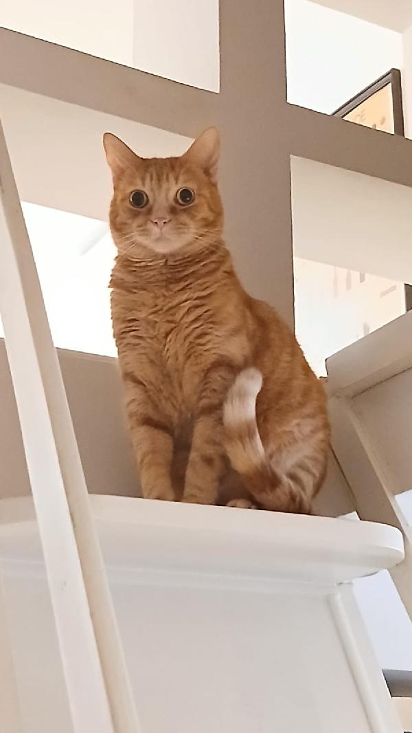 Pio: Micio Rosso Di 3 Anni E Mezzo Cerca   Famiglia