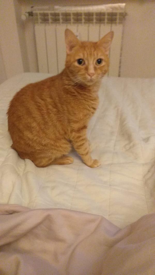 PIO: MICIO ROSSO DI 3 ANNI E MEZZO CERCA   FAMIGLIA Foto 2