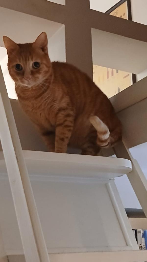 PIO: MICIO ROSSO DI 3 ANNI E MEZZO CERCA   FAMIGLIA Foto 3