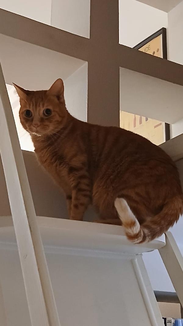 PIO: MICIO ROSSO DI 3 ANNI E MEZZO CERCA   FAMIGLIA Foto 4