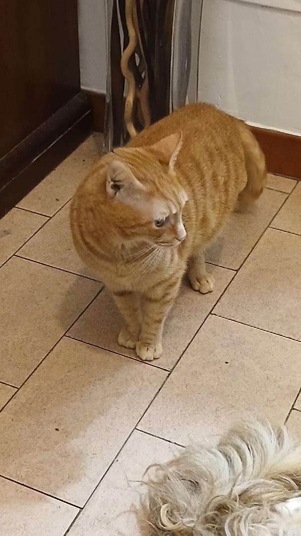 PIO: MICIO ROSSO DI 3 ANNI E MEZZO CERCA   FAMIGLIA Foto 5