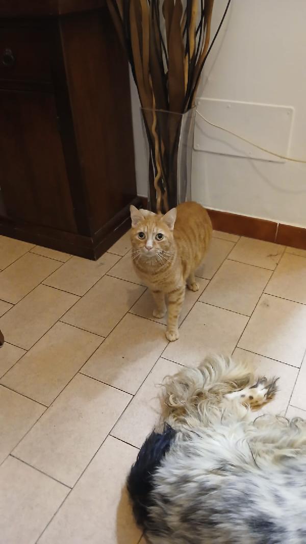 PIO: MICIO ROSSO DI 3 ANNI E MEZZO CERCA   FAMIGLIA Foto 6