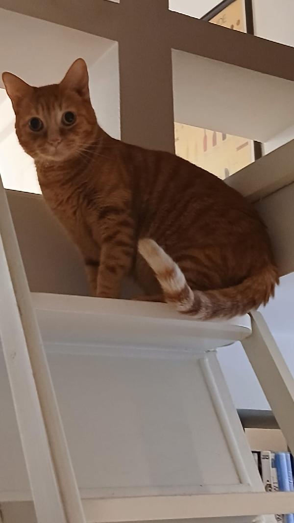 PIO: MICIO ROSSO DI 3 ANNI E MEZZO CERCA   FAMIGLIA Foto 7