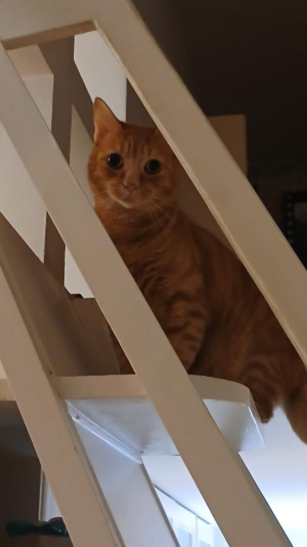 PIO: MICIO ROSSO DI 3 ANNI E MEZZO CERCA   FAMIGLIA Foto 8