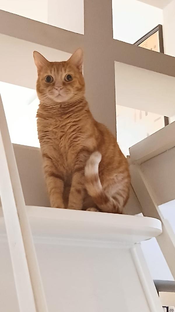 PIO: MICIO ROSSO DI 3 ANNI E MEZZO CERCA   FAMIGLIA Foto 9