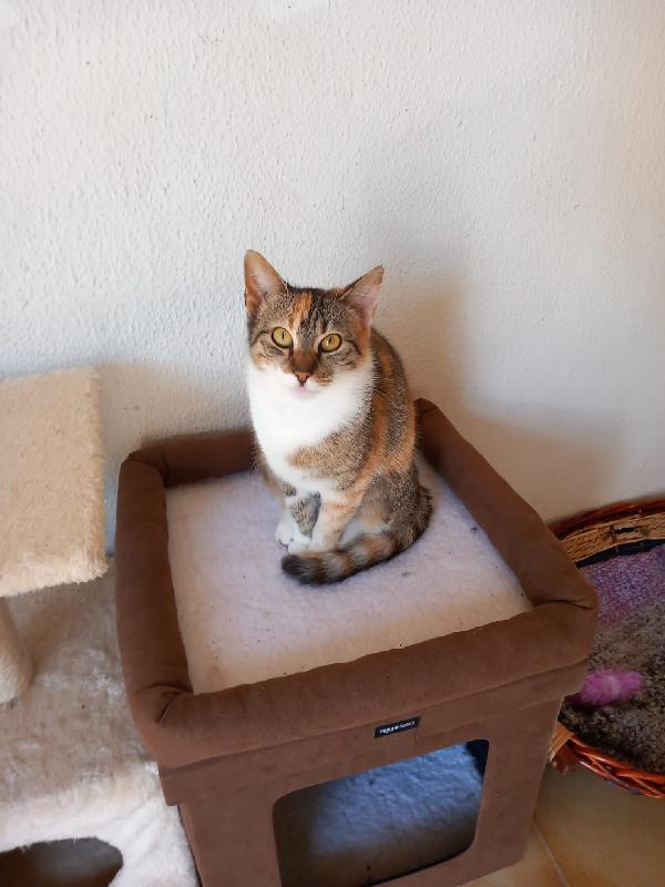 LICIA, tenera micia in adozione! Foto 4