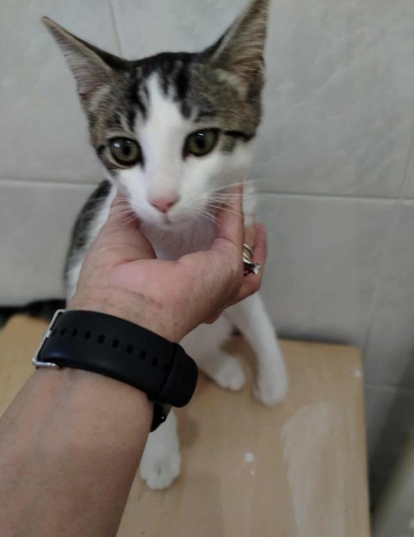 PACO, dolce micino in adozione! Foto 3