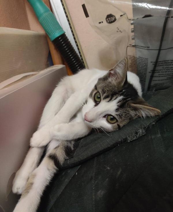 PACO, dolce micino in adozione! Foto 7