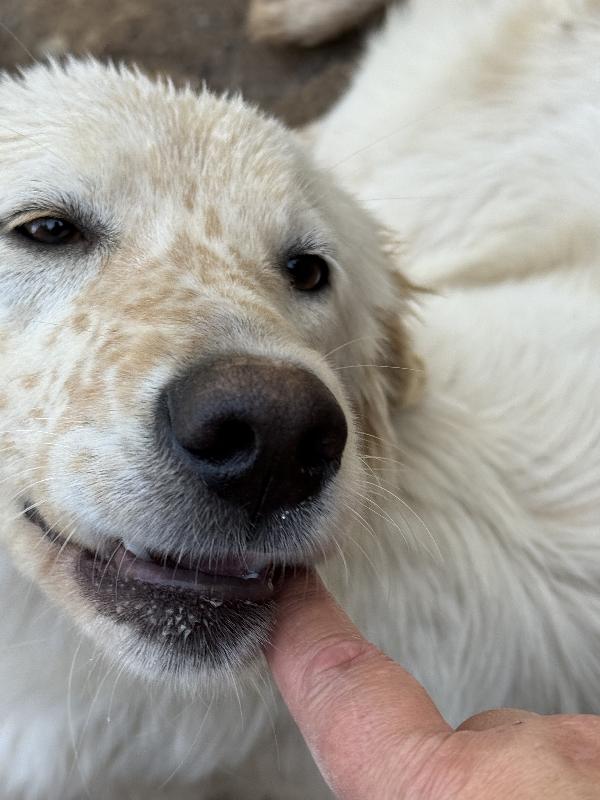 ✨🐾 nancy 🐾✨ dolcissima taglia medio contenuta in adozione  Foto 3