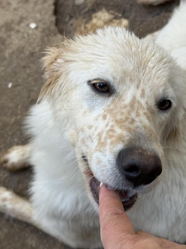 ✨🐾 nancy 🐾✨ dolcissima taglia medio contenuta in adozione  Foto 8