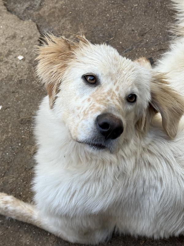 🔆🐾 nancy 🐾🔆 dolcissima in adozione (un anno e mezzo, 16 kg) Foto 6