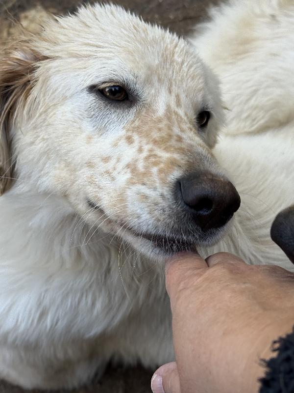 🔆🐾 nancy 🐾🔆 dolcissima in adozione (un anno e mezzo, 16 kg) Foto 8