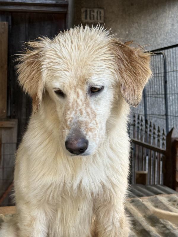 🔆🐾 nancy 🐾🔆 dolcissima in adozione (un anno e mezzo, 16 kg) Foto 9