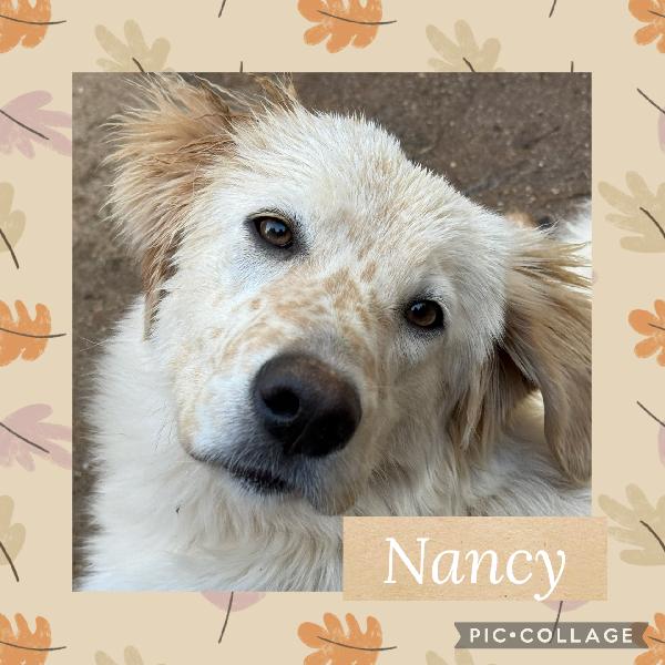 🌟🐾 Nancy 🐾🌟 Meravigliosa In Adozione Taglia Medio Contenuta 
