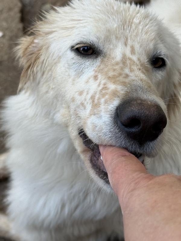 🌟🐾 nancy 🐾🌟 meravigliosa in adozione taglia medio contenuta  Foto 2