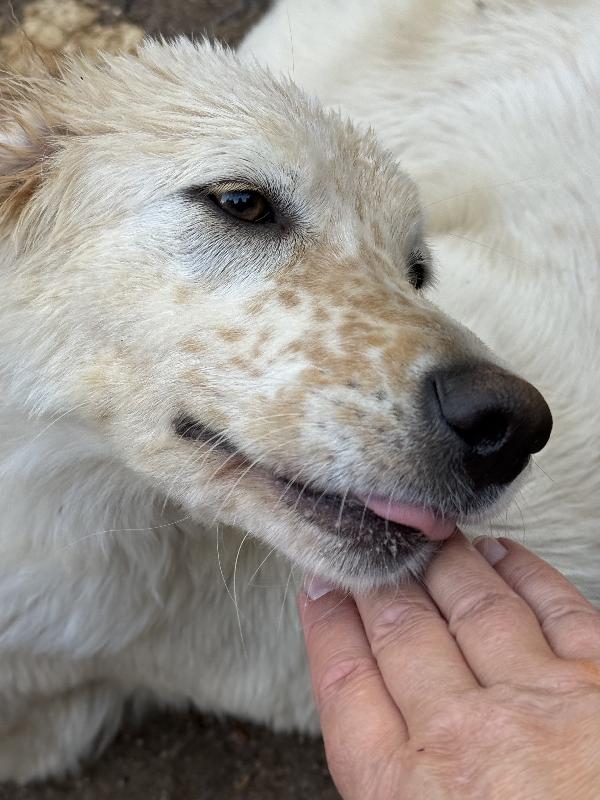 🌟🐾 nancy 🐾🌟 meravigliosa in adozione taglia medio contenuta  Foto 5