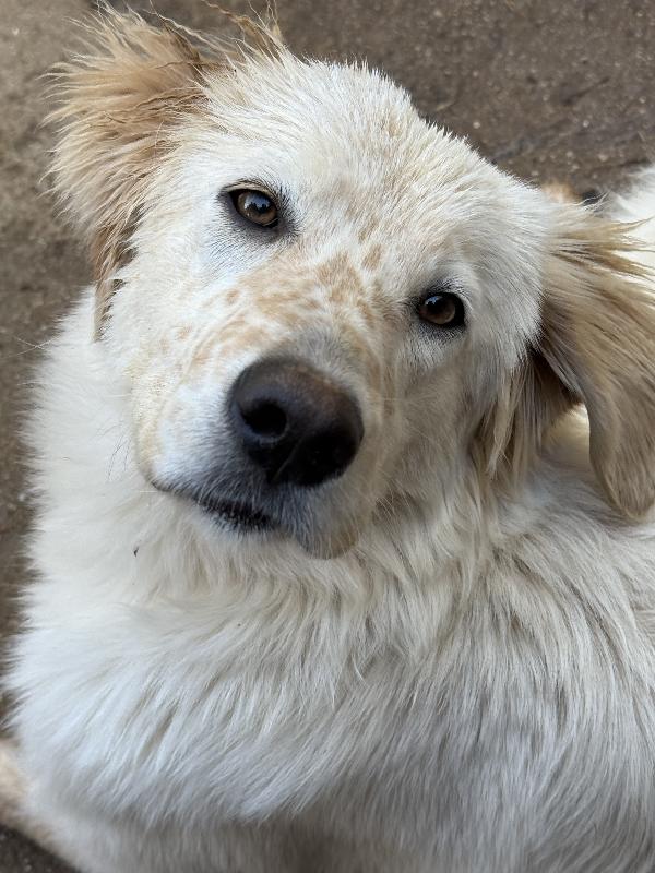 🌟🐾 nancy 🐾🌟 meravigliosa in adozione taglia medio contenuta  Foto 7