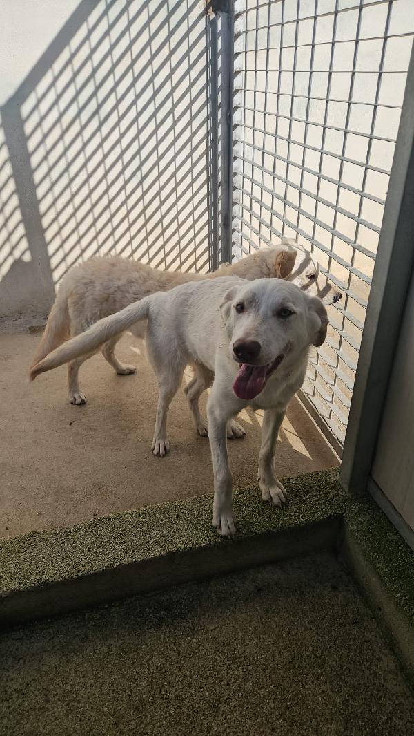 Chiara: 1 Anno, Socievole Ed Equilibrata