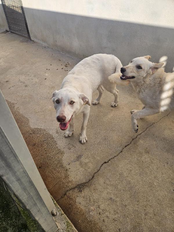 Chiara: 1 anno, socievole ed equilibrata Foto 2