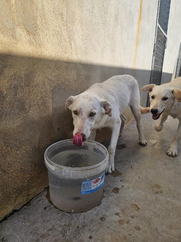 Chiara: 1 anno, socievole ed equilibrata Foto 3