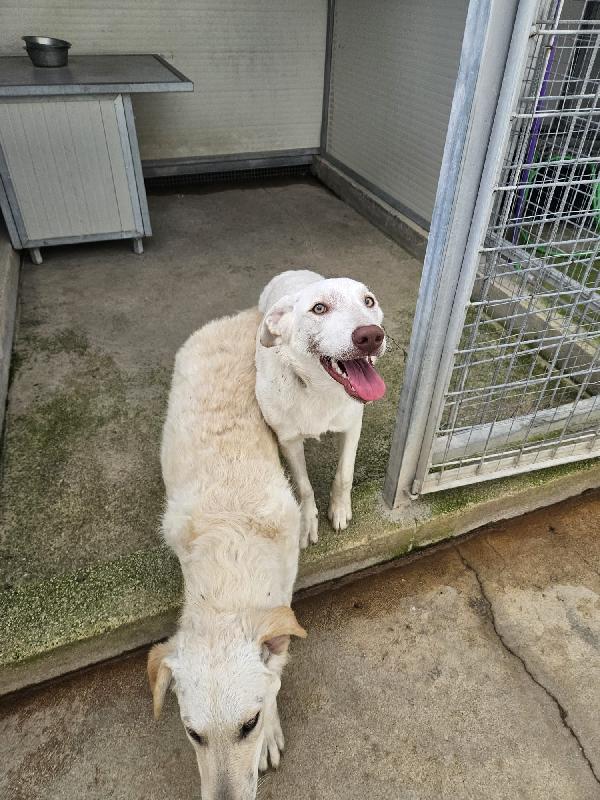 Chiara: 1 anno, socievole ed equilibrata Foto 4