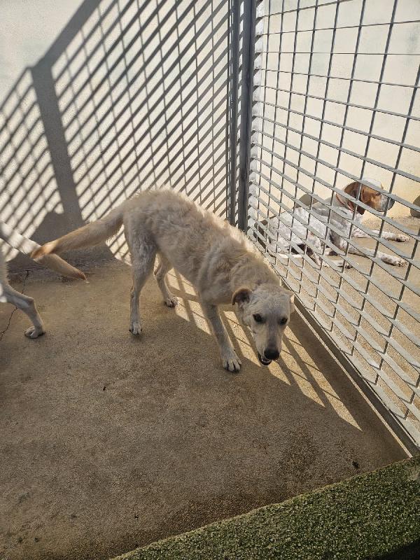 Micky: 1 anno, socievole ed equilibrata Foto 2