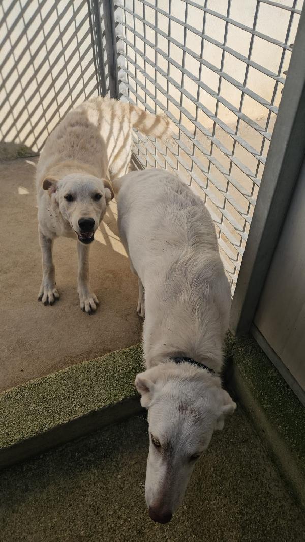 Micky: 1 anno, socievole ed equilibrata Foto 3