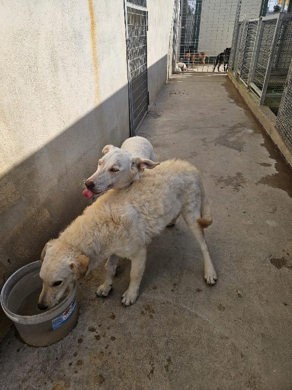 Micky: 1 anno, socievole ed equilibrata Foto 4