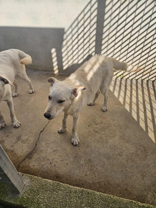 Micky: 1 anno, socievole ed equilibrata Foto 5