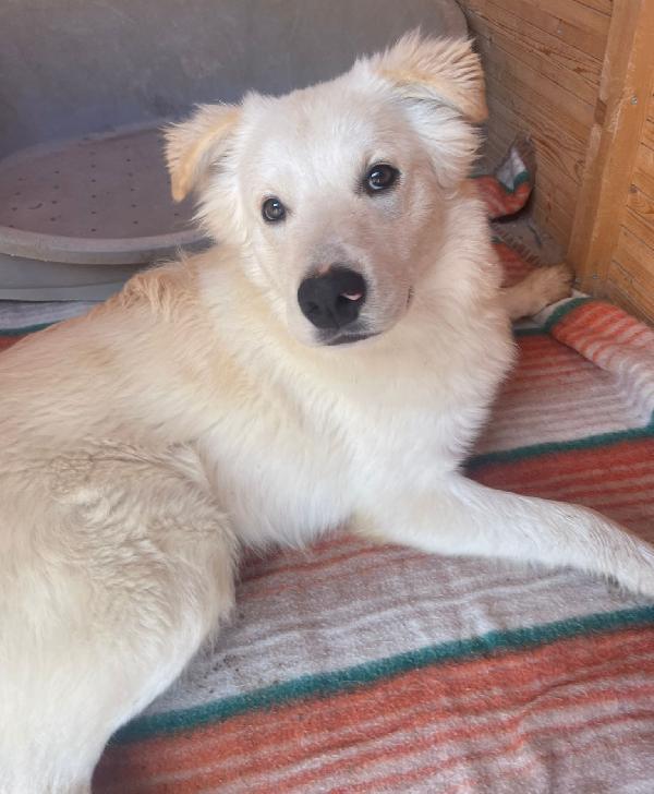 Adotta Il Dolce Aiko