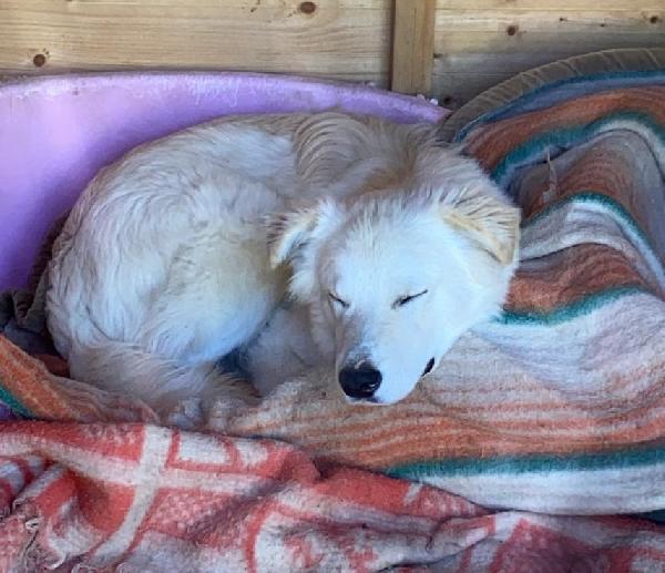 ADOTTA IL DOLCE AIKO Foto 2