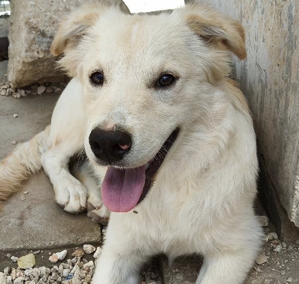 ADOTTA IL DOLCE AIKO Foto 3