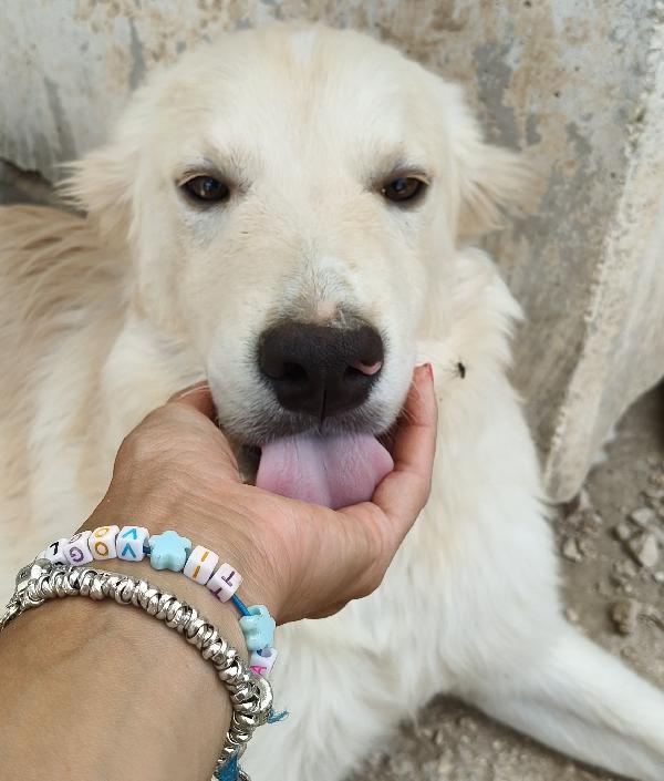 ADOTTA IL DOLCE AIKO Foto 4