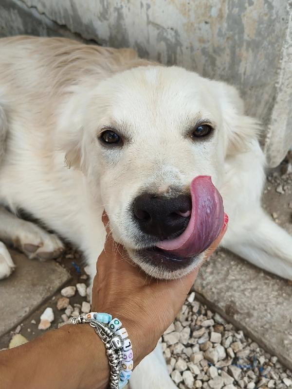 ADOTTA IL DOLCE AIKO Foto 5