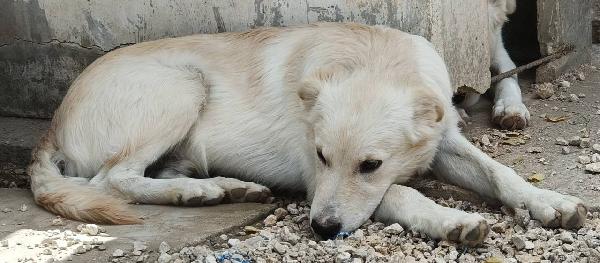 ADOTTA IL DOLCE AIKO Foto 6