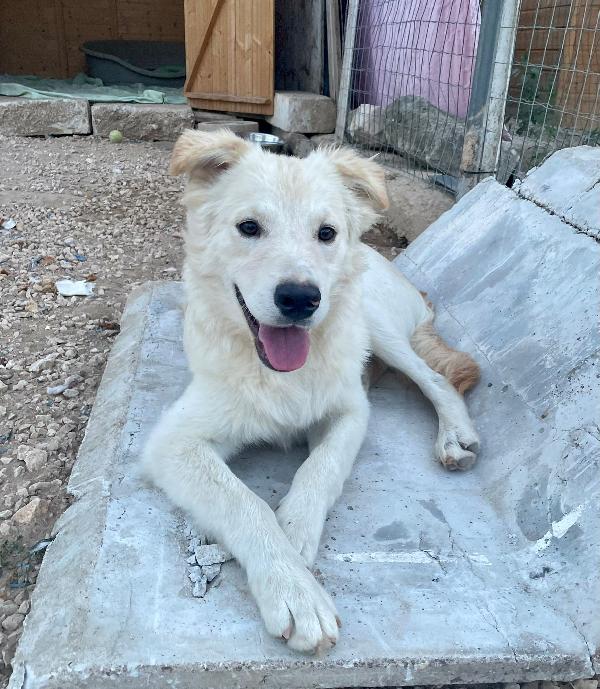 ADOTTA IL DOLCE AIKO Foto 7