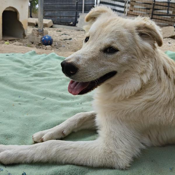 ADOTTA IL DOLCE AIKO Foto 8