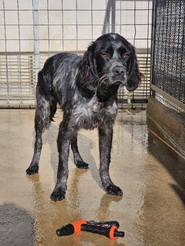 Cocco Splendido Giovane Mix Setter Cerca Famiglia 