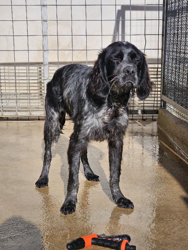 Cocco Splendido Giovane Mix Setter Cerca Famiglia  Foto 2