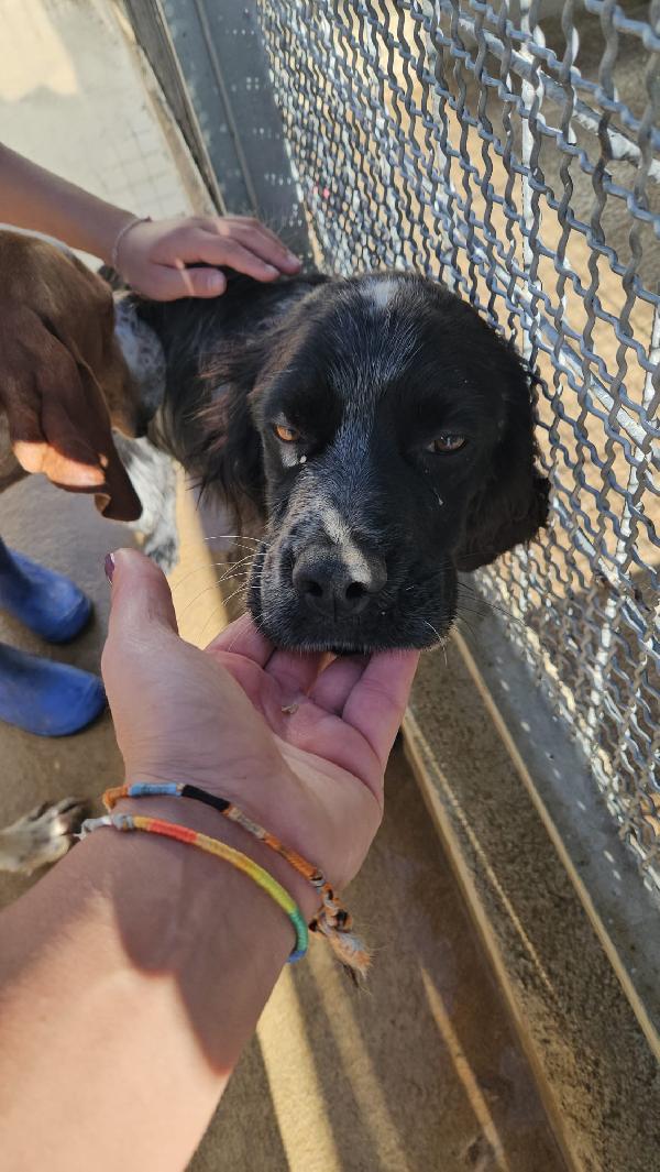 Cocco Splendido Giovane Mix Setter Cerca Famiglia  Foto 3