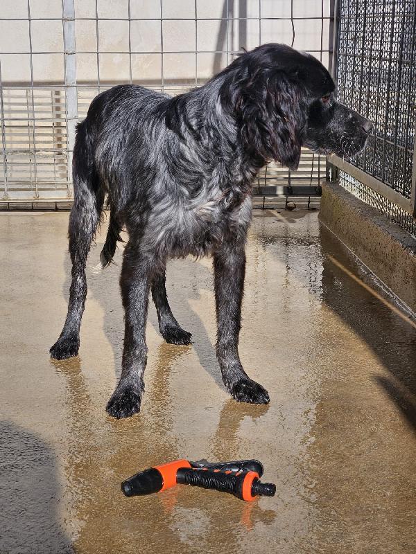 Cocco Splendido Giovane Mix Setter Cerca Famiglia  Foto 4