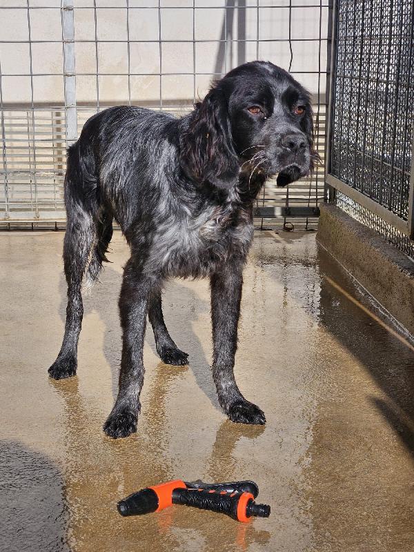 Cocco Splendido Giovane Mix Setter Cerca Famiglia  Foto 5