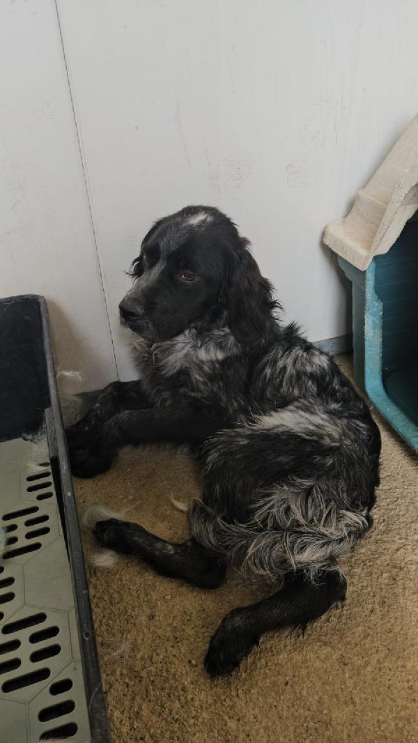 Cocco Splendido Giovane Mix Setter Cerca Famiglia  Foto 6