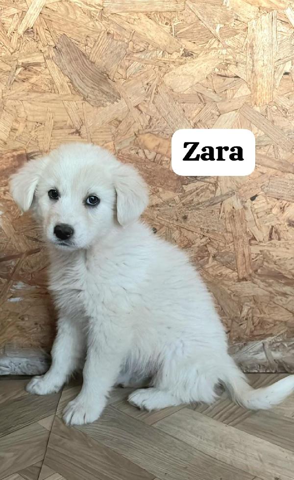 Zara Foto 2